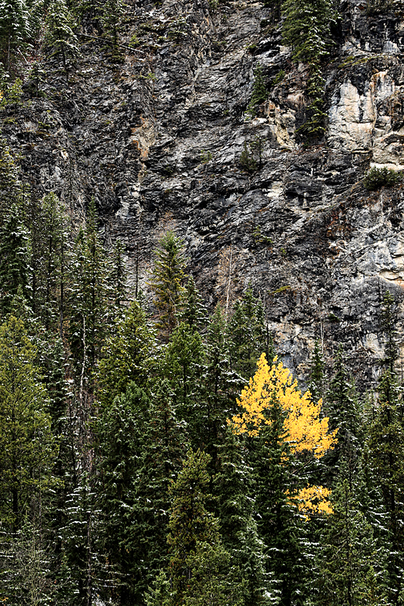 Fall - Kootenay National Park, British Columbia