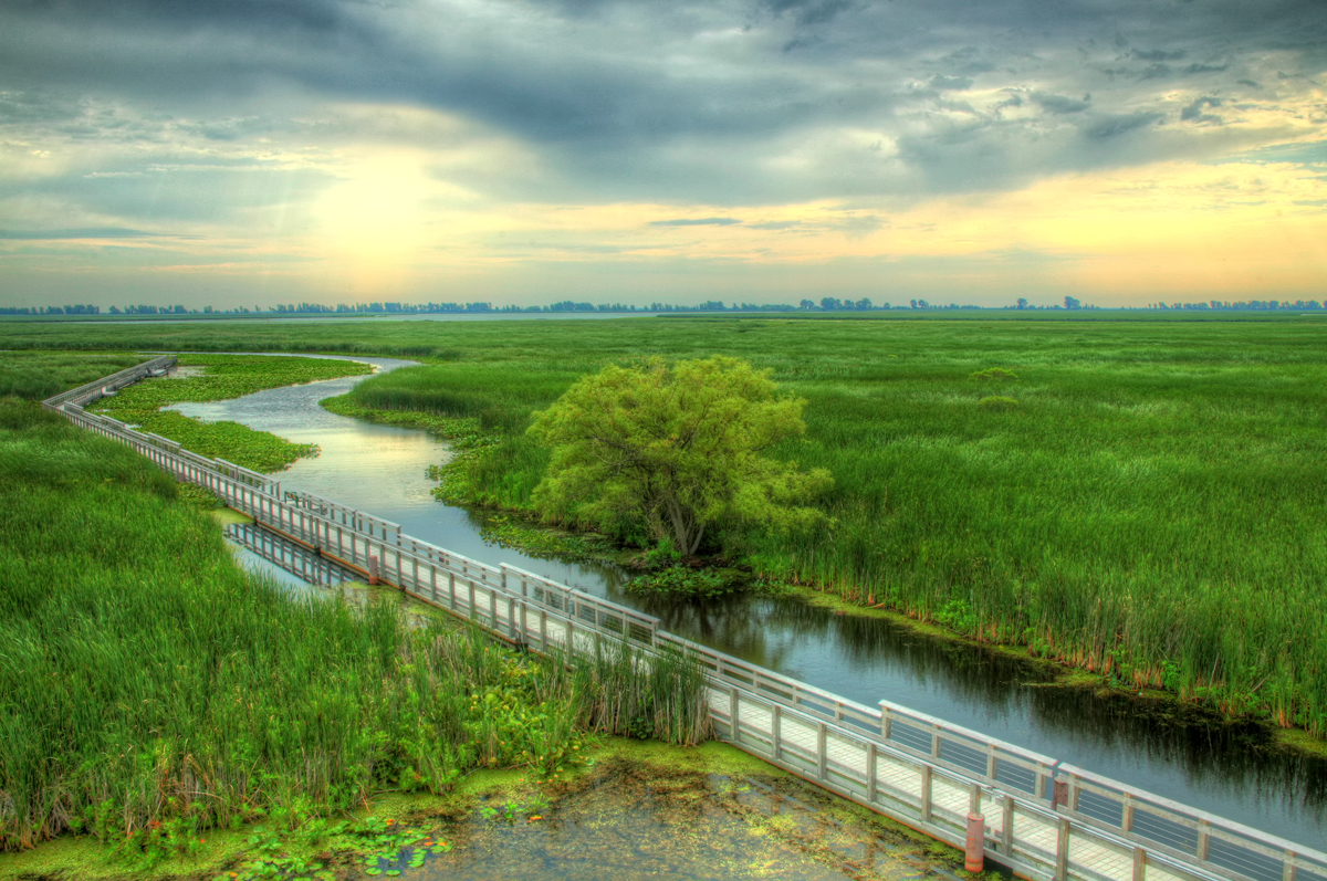 Point Pelee Marsh Boardwalk - Ontario