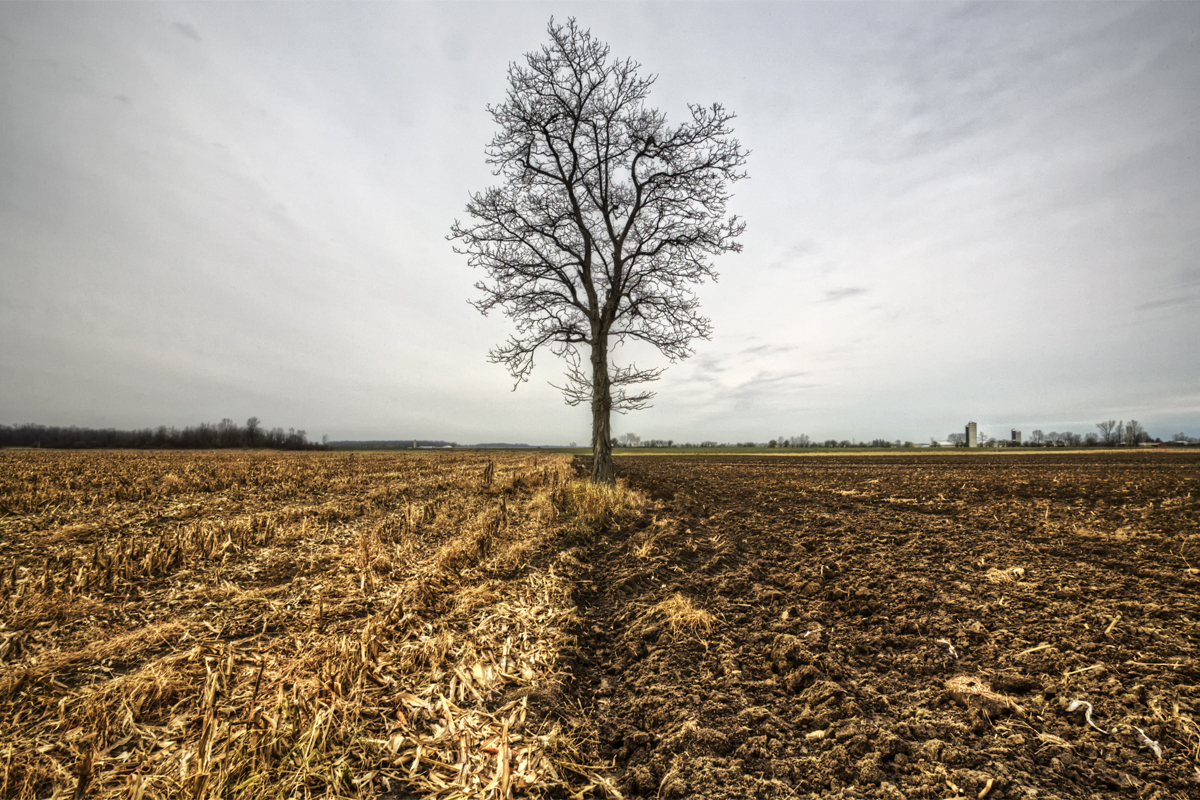 Fields - Near Strathroy, Ontario